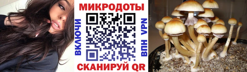 продажа наркотиков  Бердск  Галлюциногенные грибы GOLDEN TEACHER 
