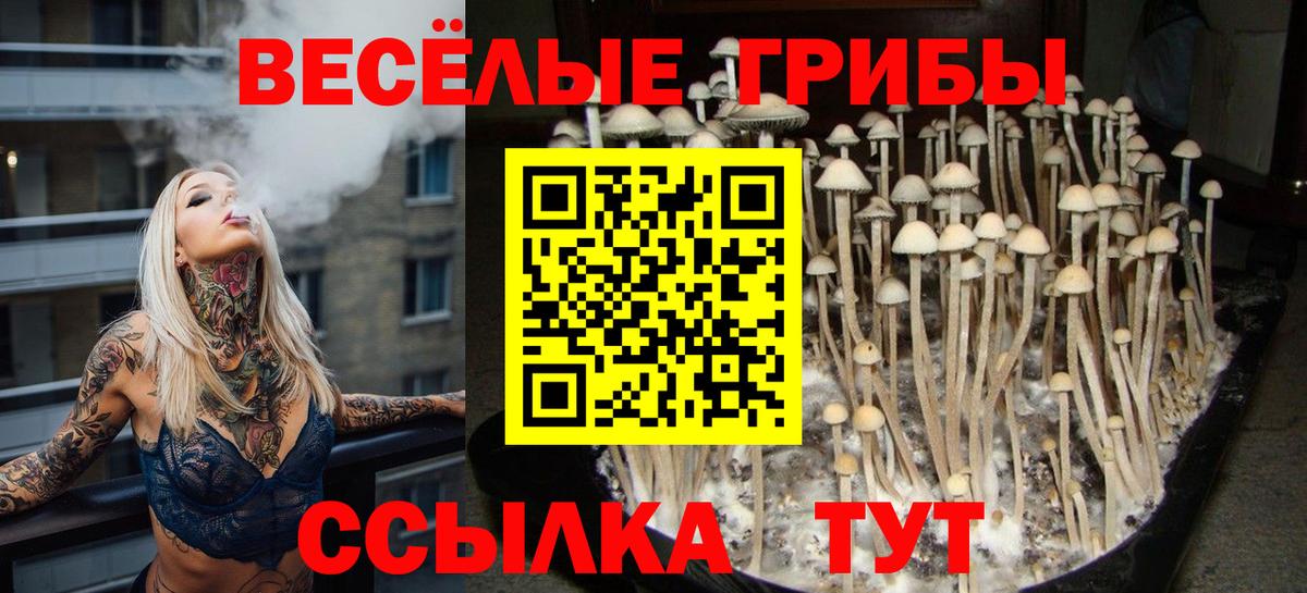 Псилоцибиновые грибы Psilocybine cubensis Бердск